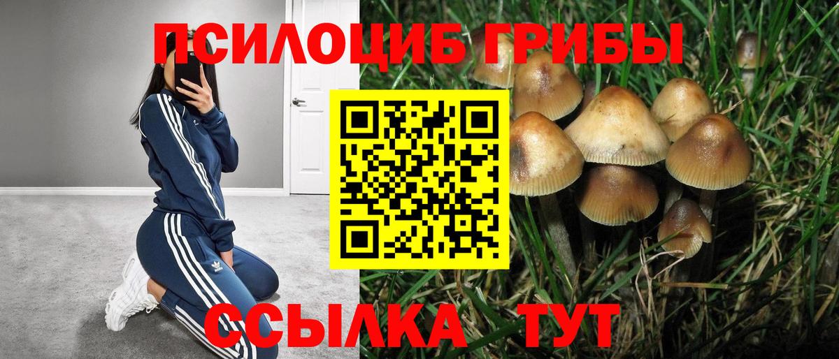 Псилоцибиновые грибы мицелий Курганинск